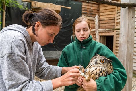 Dresden Dresdner Institution Seit 14 Jahren Wildvogelstation Vor Dem Aus