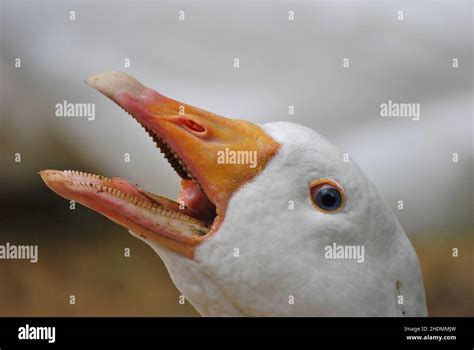 Beak Goose Beaks Gooses Stock Photo Alamy