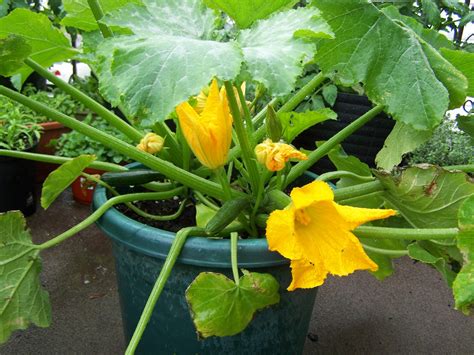 19 Beauteous Growing Zucchini In A Container Inspiratif Design