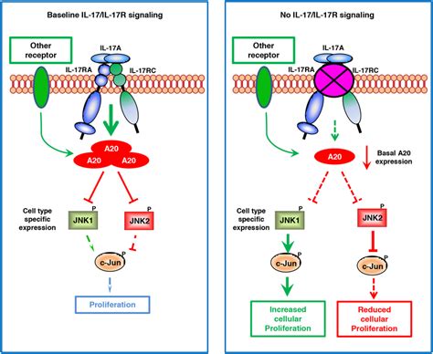 Proposed Model Of Jnk Jnk Isoform Dependent Tumor Specific