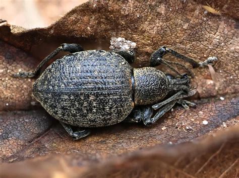Otiorhynchus sp. (Otiorhynchus sp.) - Naturbasen