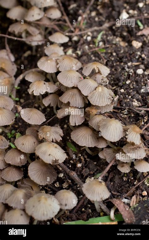 Grupo de pequeños hongos que crecen en México probablemente Coprinellus