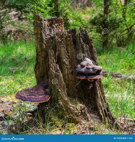 Fondo Selvaggio Della Natura Del Fungo Del Polypore Dell Albero Del