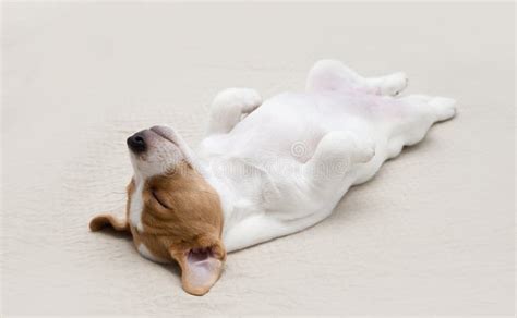 Sleeping Jack Russell Terrier Puppy Stock Photo Image Of Nature