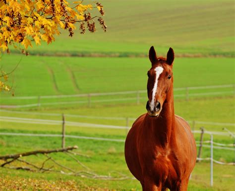 Images Gratuites Paysage Herbe Champ Ferme Prairie Prairie