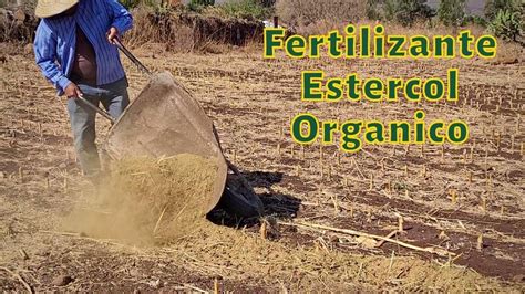 Estiercol Organico Como Aplicarlo En La Milpa Youtube