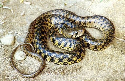 Checkered Keelback Facts And Pictures