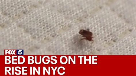 Video Bed Bugs On The Rise In New York City Viewing Nyc