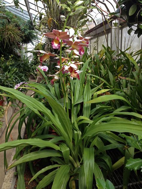 Calanthe Tankervilleae Orchidaceae Image 80880 At PhytoImages Siu Edu