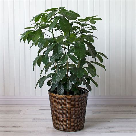 Natal Mahogany Foliage Plants Indoor Plant Pots Plants