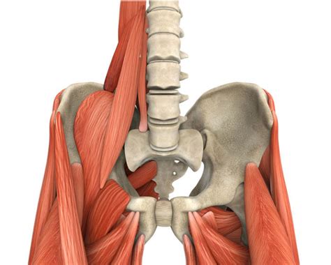 M Sculos De La Cadera Rodilla Sistema Muscular Cuerpo Humano Png The