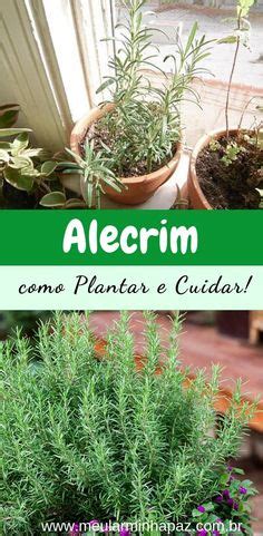 Como Cultivar Alecrim