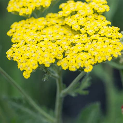 Szkółka Bylin Dobrepole Achillea millefolium Sassy Summer Lemon