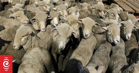 Falling Demand For Sheep Meat Brings Prices Down Rnz News