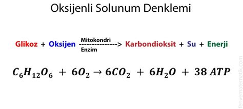 Fotosentez ve Oksijenli solunum Arasındaki Farklar Yeni Biyoloji