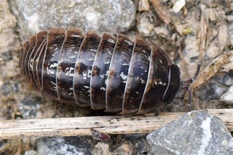 Gemeine Rollassel Armadillidium Vulgare Gew Hnliche Kuge Flickr