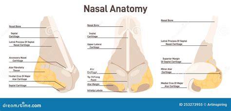 Anatomia Nasale Struttura Delle Ossa E Delle Cartilagini Del Naso