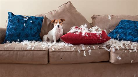 Ny Dog Owners Does Your Pooch Destroy Your Home Abc News