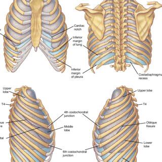 PDF Surface Anatomy And Surface Landmarks For Thoracic Surgery