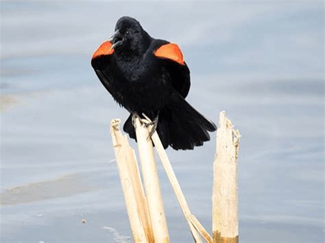 Blackbirs Vs Crows Vs Ravens: How can you tell the difference between