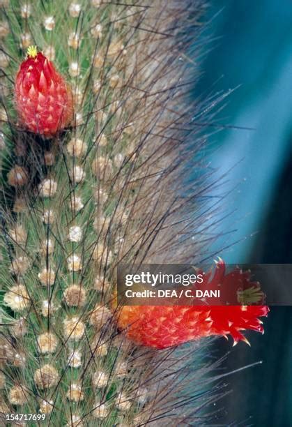 Cleistocactus Photos And Premium High Res Pictures Getty Images