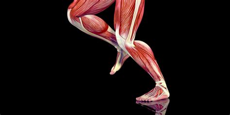 Learn How Tendons Can Become Stronger Through Exercise