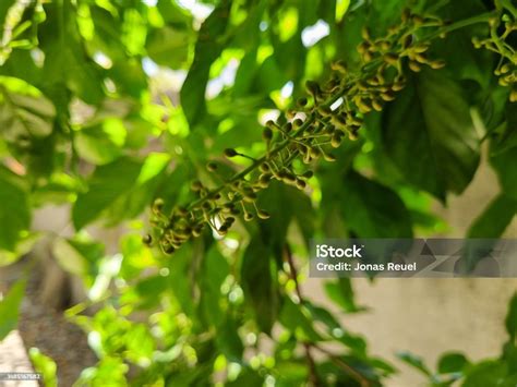 Pongamia Pinata Pungam Tree Indian Beach Tree With Flowers Stock Photo - Download Image Now - iStock