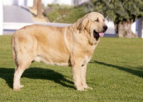 Spanish Mastiff Dog Breed Information And Characteristics