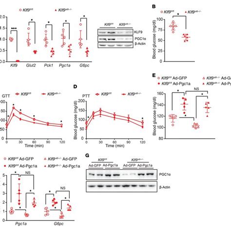 Liver Specific Klf Deficient Mice Display Fasting Induced Hepatic