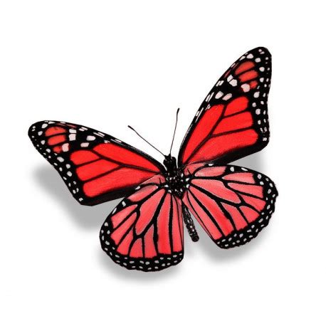 Autocollant Papillon Rouge Sticker A Moi Etiquette Autocollant