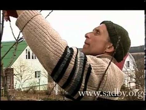 Обрезка сливы весной - YouTube