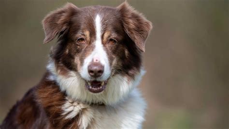 Tierheim Neuss Bettikum Bilanz Der Sendung Vom 7 April 2024 Tiere