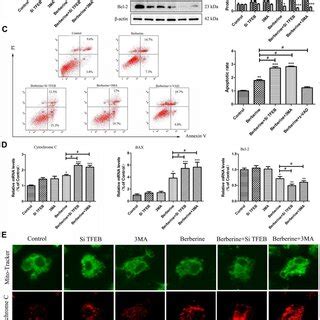 TFEB Nuclear Translocation And Autophagy Induced By Berberine Inhibit