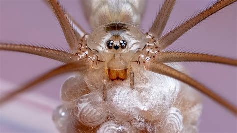 Are Daddy Long Legs Really The Most Venomous Spider Heres The Truth