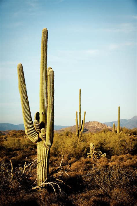 Arizona Desert Cactus Sagauro by Adamkaz