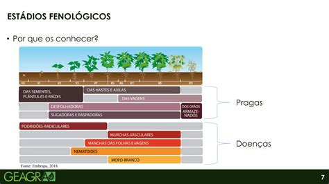 Fenologia E Fisiologia Do Feijoeiro Ppt