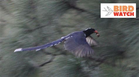 Bird Watch: Red-Billed Blue Magpie, a beautiful bird with a distinctive high-pitched whistle ...