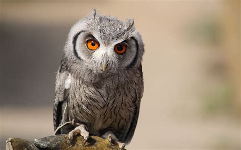 Fond D Cran Des Oiseaux Animaux Faune Oiseau De Proie Le Bec