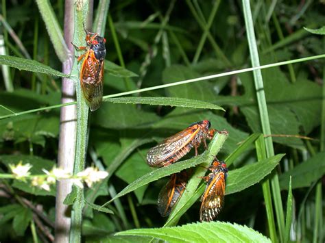 17 Ways To Make The Most Of The 17 Year Cicada Emergence News And Stories