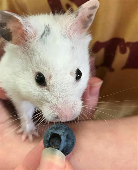 Can Hamsters Eat Blueberries Learn How To Serve Hamstershub