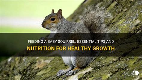 Feeding A Baby Squirrel Essential Tips And Nutrition For Healthy