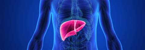 Hepatology: Liver Disease Treatment | Houston Methodist