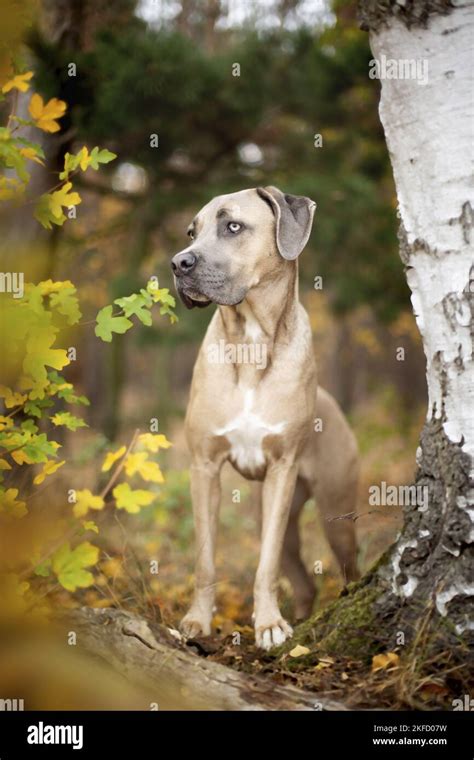 Standing Cane Corso Stock Photo Alamy