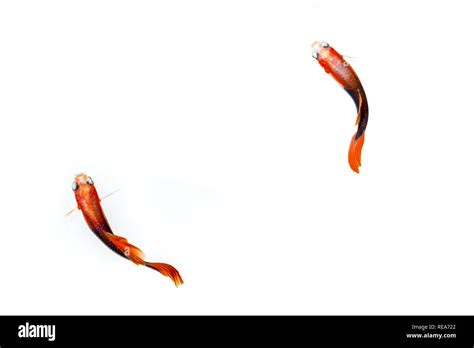 Male Guppy Aquarium Fish Stock Photo Alamy