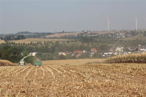 Lauterbach Maisernte beginnt früher als üblich