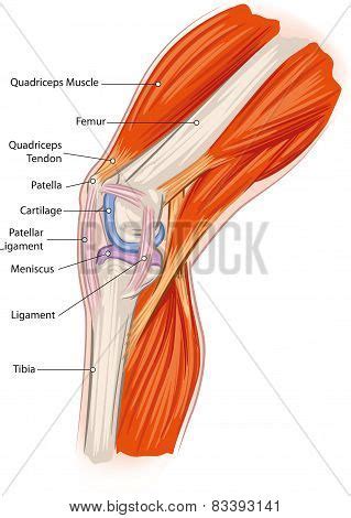 Knee Anatomy Vector Photo Free Trial Bigstock