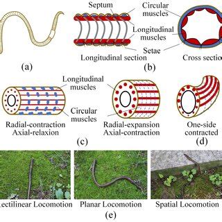 Morphology characteristics and locomotion capabilities of the ...