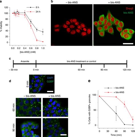 Bis Ans Modulates Stress Granule Dynamics In Cells A Hct 116 Cell