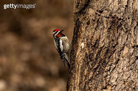 The Yellow Bellied Sapsucker Is A Medium Sized Woodpecker That Breeds