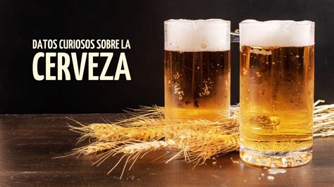 Datos Curiosos Sobre La Cerveza YouTube